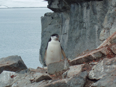 Chinstrap penguin