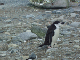 2006-02-Half-Moon-Island_07