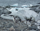 2006-02-Port-Lockroy_05