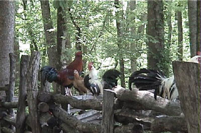 smokies_farm_011