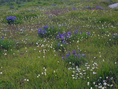 olympic-np-wa-2005-07_05