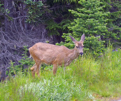 olympic-np-wa-2005-07_07