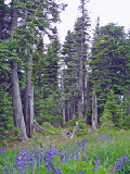 olympic-np-wa-2005-07_06